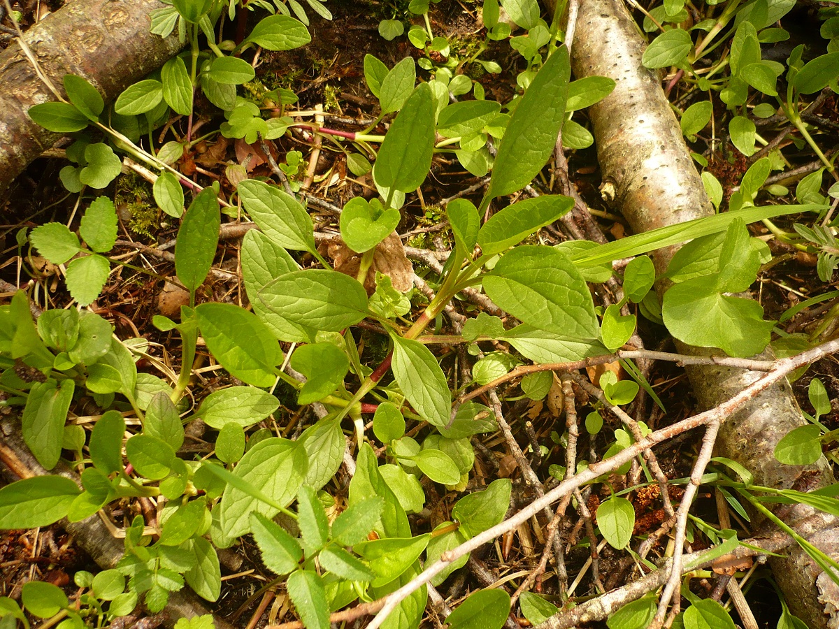 Valeriana dioica subsp. dioica (Caprifoliaceae)